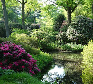 Hauptblüte im Rhododendronpark Bremen