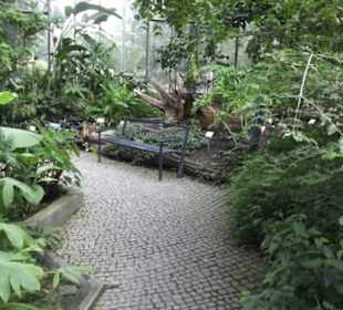 Tropenhaus - Schaugewächs -  Botanischer Garten