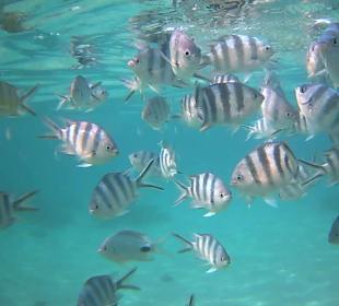 Schnorcheln Belle Mare