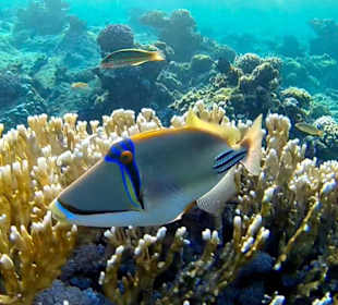 Eindrücke vom Schnorcheln am Hausriff