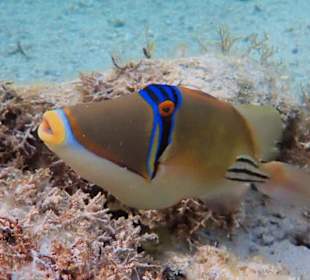 Schnorcheln Makadi Bay