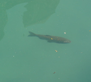 Im Wasser schöner wie auf dem Teller
