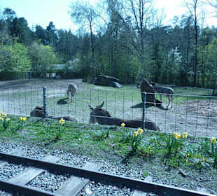 Somali-Wildesel - Anlage