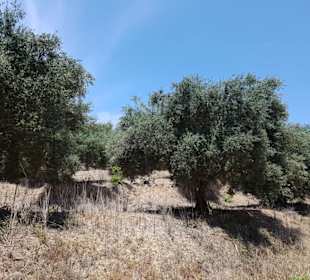 Durch die Olivenplantagen 