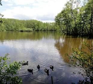 Blick über den malerischen Mühlenteich