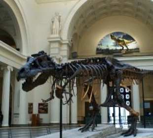 Sue im Field Museum