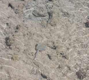 Schnorcheln Makadi Bay