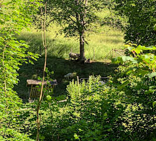 Wandern Hinterzarten