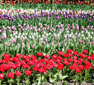 Blumenpracht im Keukenhof