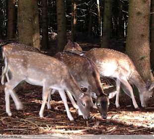 Berg Tierpark in Blindham (Aying)