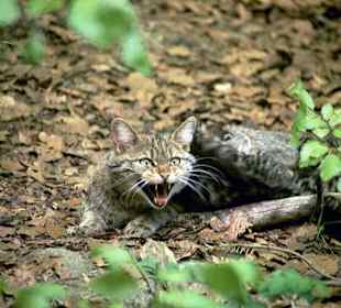 Naturpark Bayrischer Wald, Wildkatze