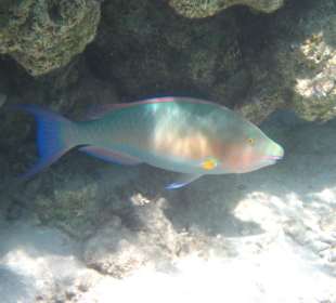 Riff bei der Insel Giftun