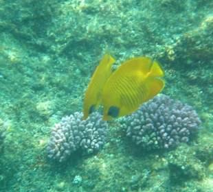 Fische am "Hausriff"