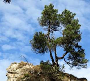 Ein Baum hoch über der Schlucht
