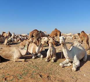 Kamelmarkt El Shalateen