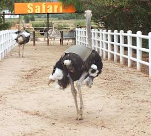 Weniger schön wenn sie geritten werden