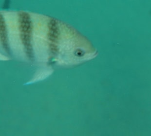 Schnorchel und Unterwasserkamara nicht vergessen