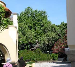 Platane des Hippocrates