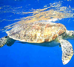 Schnorcheln Marsa Alam