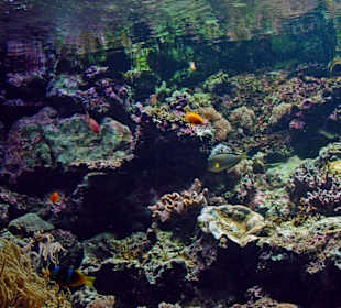 Korallenriff
