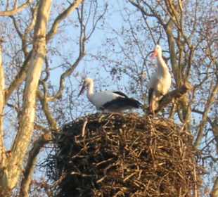 Straßburg Orangerie