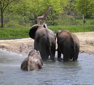 Elefantenfamilie beim Bad