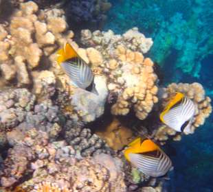 Super Hausriff- Falterfischee