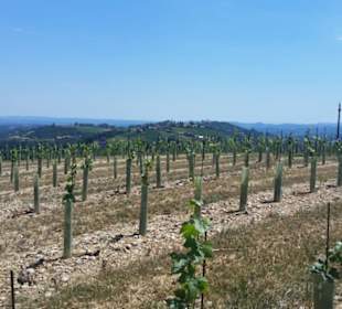 Ein neuer Weingarten wird angelegt