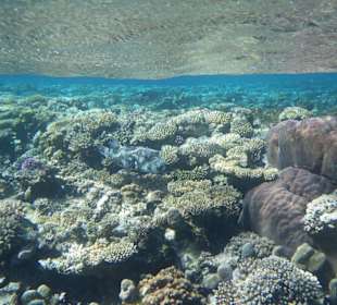 Leoparden Kugelfisch