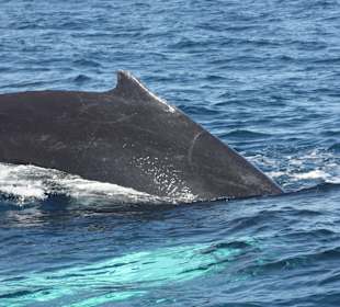 Whale watching Februar 2015