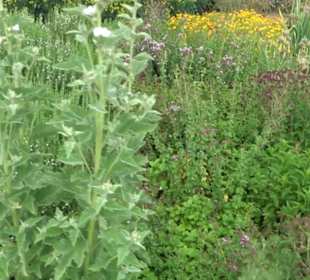 ALB-GOLD Naturgarten