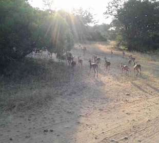 Krüger Nationalpark