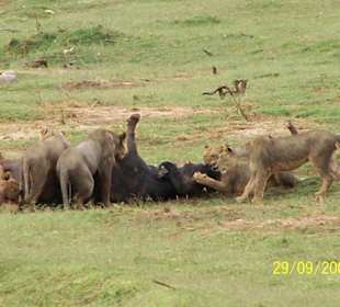 Der Büffel ist erlegt