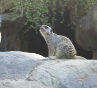 Erdmännchen im Zoo von L.A.