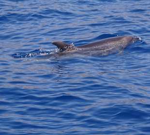 Whale Watching Los Gigantes