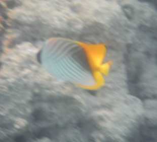 Unterwasseraufnahme am Hausriff