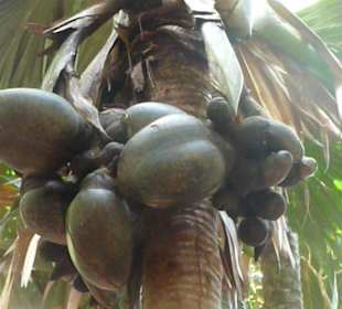 Coco fesse in Vallée de Mai