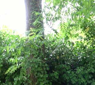 Baumlehrpfad Glacis Park