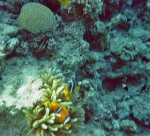 Findet Nemo