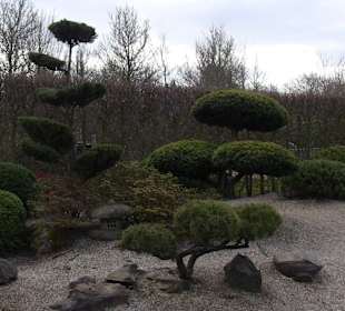 Ungewöhnliche Gehölze