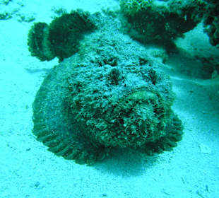 Direkt am Hausriff beim Schnorcheln aufgenommen