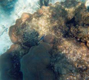 Schnorcheln vor Cayo Largo
