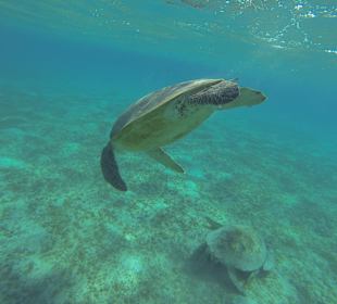 In der Schildkrötenbucht