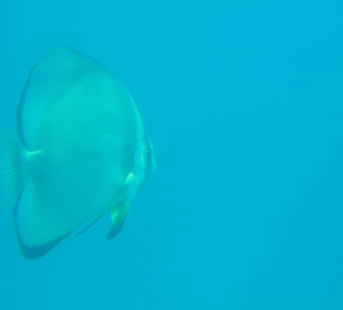 Aussicht vom Sindbad Submarine