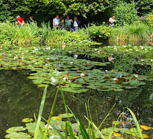 Staw w ogrodzie Moneta