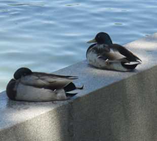 Patos en el estanque