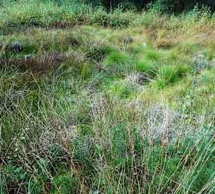 Eindrücke aus dem Großen und Weißen Moor