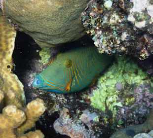 Drücker in den Korallen