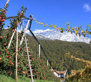 Und ewig lockt der Apfel