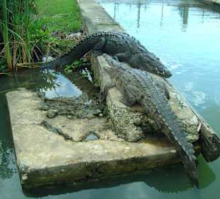 Krokodile